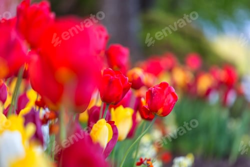 Preview: Tulips