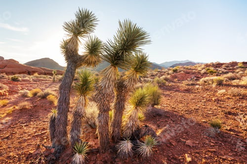 Preview: Joshua tree