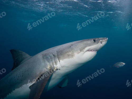 Preview: Great White Shark