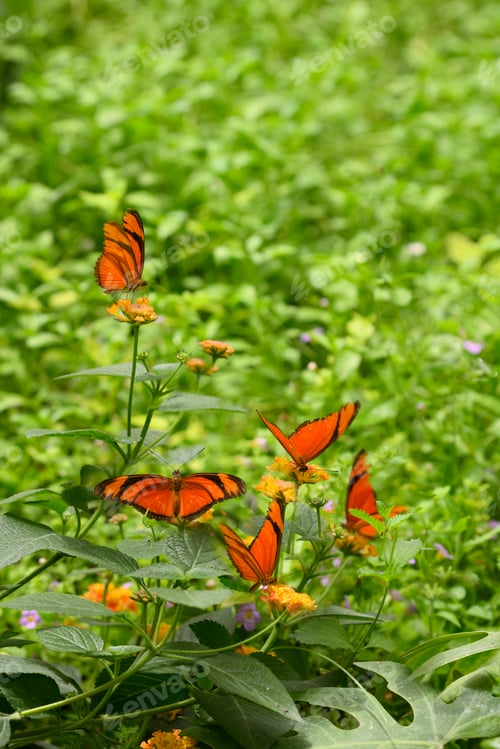 Preview: Orange tropical butterflies on flowers