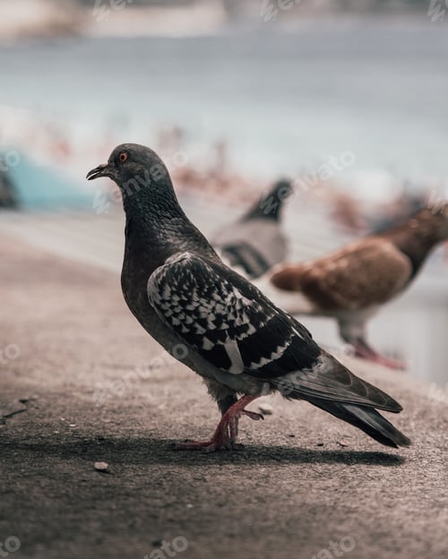 Preview: a flock of pigeons next to a body of water with rocks in the background