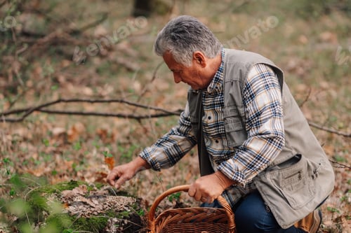 Preview: Senior man picking mushrooms in autumn forest with wicker basket