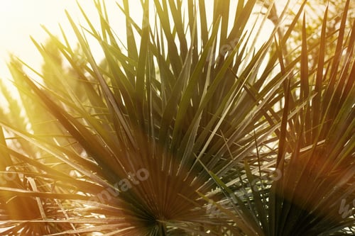Preview: palm tropical green tree leaves on white background outdoor