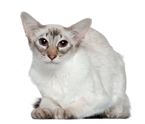 Preview: Balinese cat, 2 years old, in front of white background