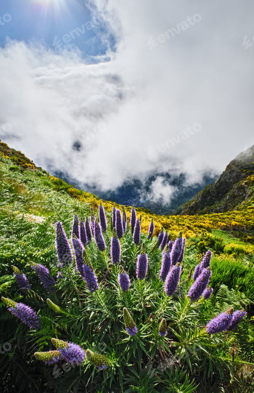 Preview: Madeira landscape with Pride of Madeira flowers and blooming Cytisus shrubs, Portugal