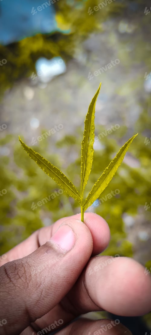 Preview: Small green leaf in the hand of a person