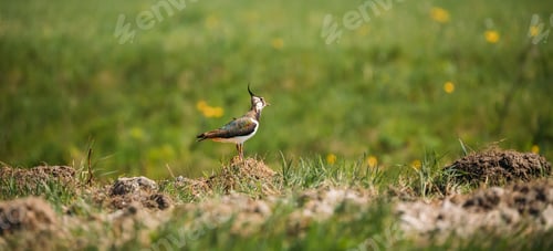 Preview: Northern Lapwing Or Peewit In Summer Field. Wildlife Birds Of Europe. Multicolored Wings. Close-up
