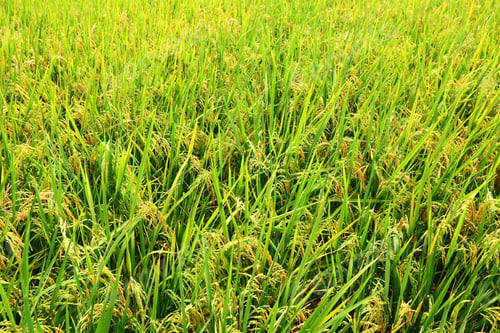 Preview: paddy rice in field