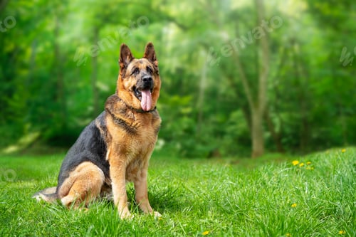 Preview: German Shepherd dog sitting on the grass in the forest. Copy space