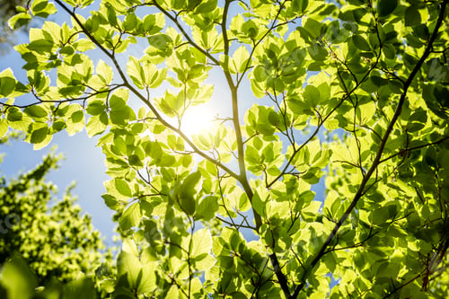 Preview: Spring leaf background