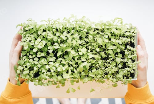 Preview: Women's hands hold a box with seedlings. home garden