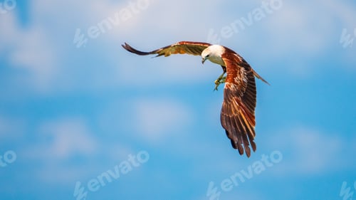 Preview: A Brahminy Kite glides against the skies with a freshly caught fish clutched