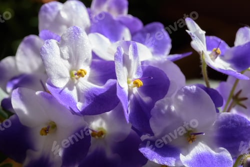 Preview: Macro closeup of beautiful African violet blossoms