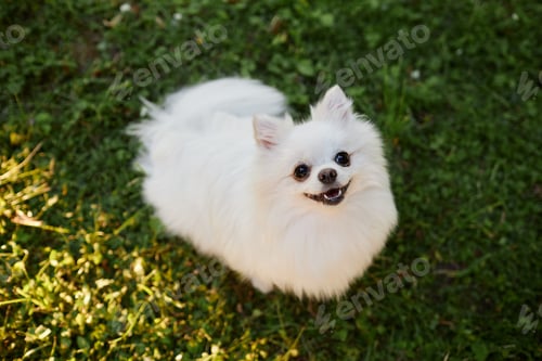 Preview: Portrait of Happy Dog