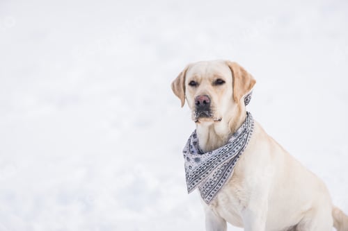 Preview: Labrador dog portrait