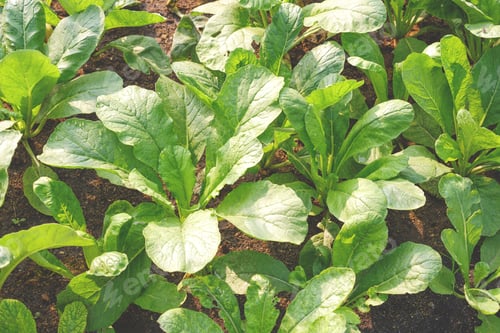 Preview: Group of Chinese cabbage plant are growing in organic vegetable garden