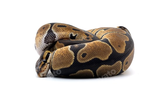 Preview: Snake Ball python isolated on white background