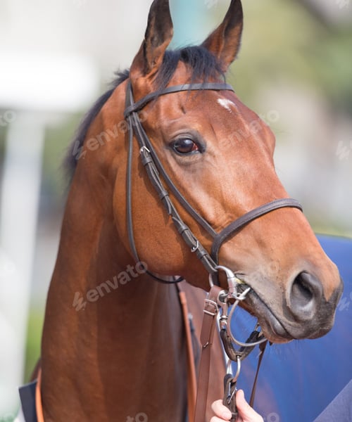 Preview: horse, mare, wilderness, stallion