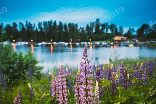 Preview: Wild Flowers Lupine In Summer Meadow Near Lake At Evening Night. Lupinus, Commonly Known As Lupin Or
