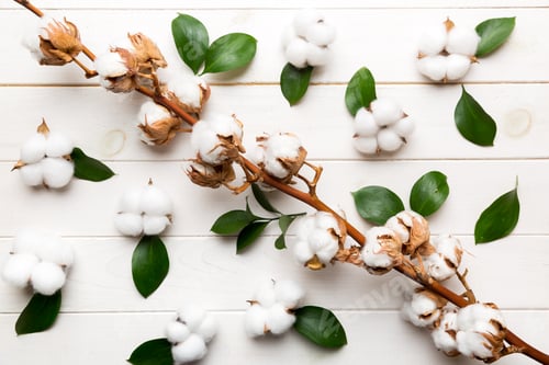 Preview: Autumn Floral Flat lay background composition. Dried white fluffy cotton flower branch