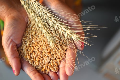 Preview: Woman holding wheat ear wheat grain in her hands.