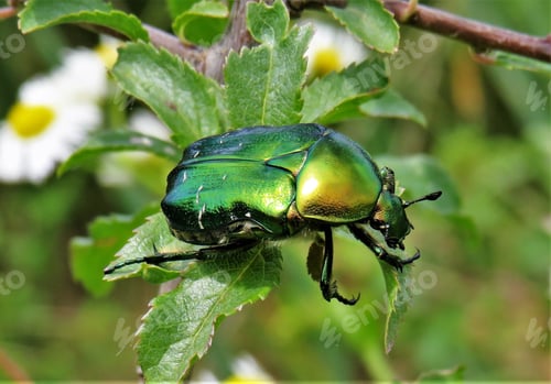 Preview: Cetonia aurata bug