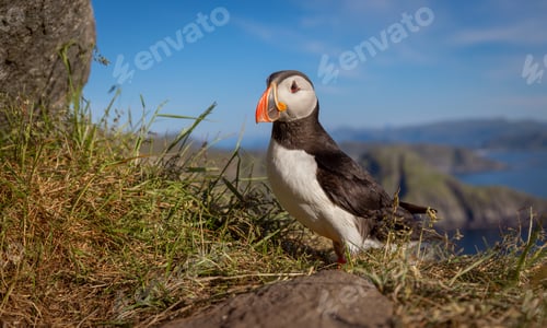 Preview: Atlantic puffin (Fratercula arctica), on the rock on the island of Runde (Norway).