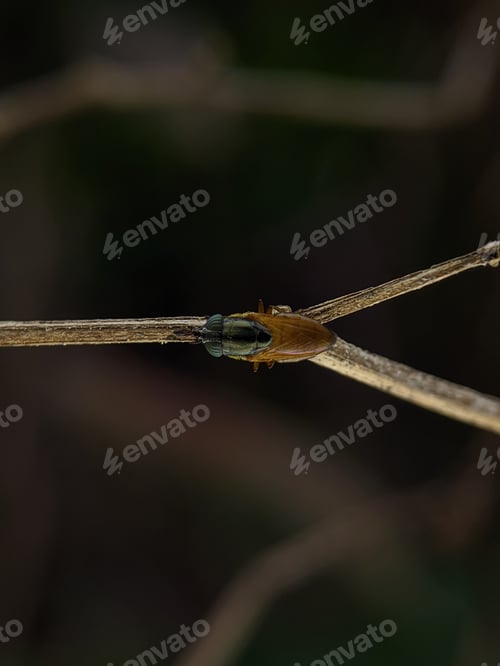 Preview: Stomorhina lunata is a species of fly in the family Rhiniidae.