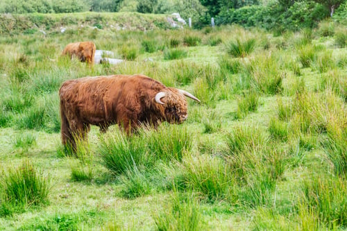 Preview: Majestic Highland Cattle: Adult ox grazing peacefully on lush green meadow in Scotland