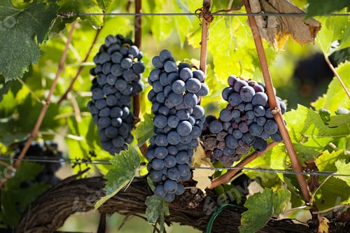 Preview: Bunch of grapes Sangiovese