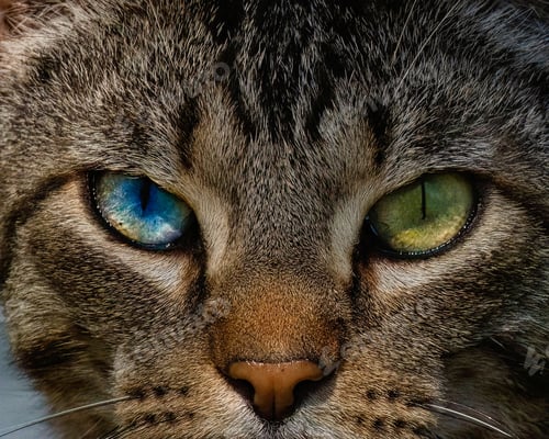 Preview: Closeup of a cat face having a heterochromia with blue and yellow eyes