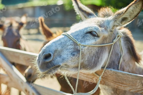Preview: Friendly Donkey in the paddock being social, contact farm