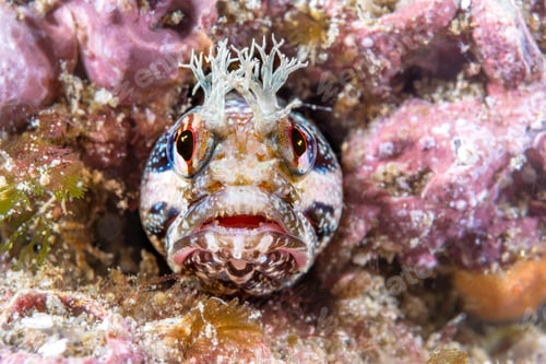 Preview: Close up of yellowfin fringehead blenny