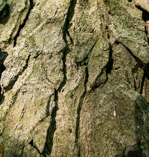 Preview: Wood bark texture close up