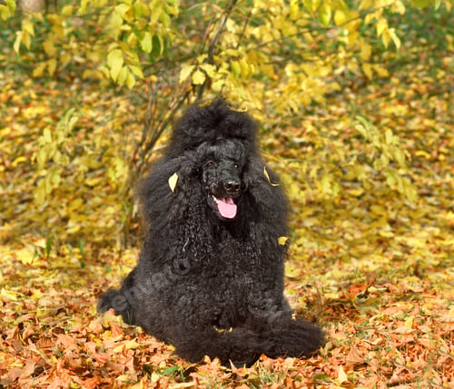 Preview: Lying beautiful black poodle