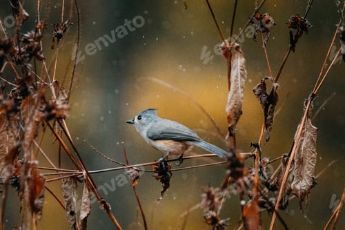 Preview: Blue Indiana bird perched on brush