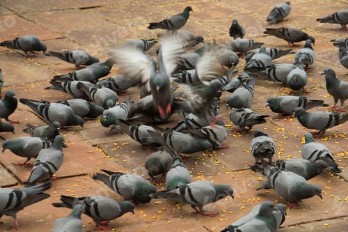 Preview: lots of pigeons gathering for food