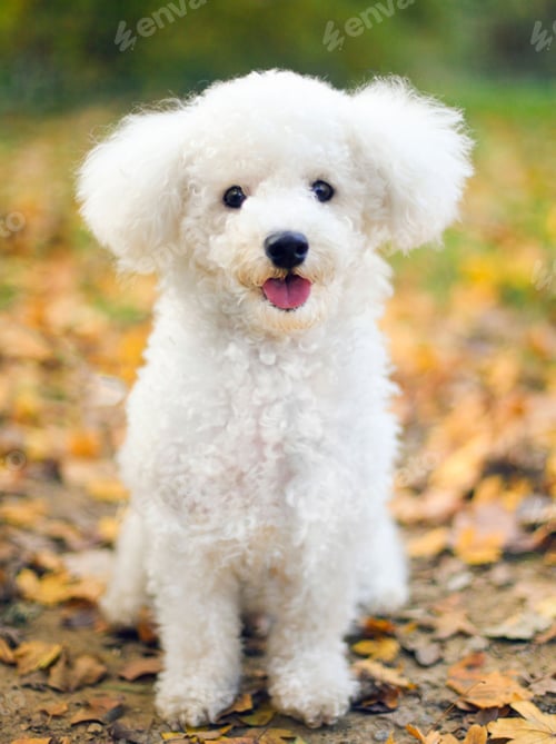 Preview: dog, bichon, puppy, dogs, hairy, pet