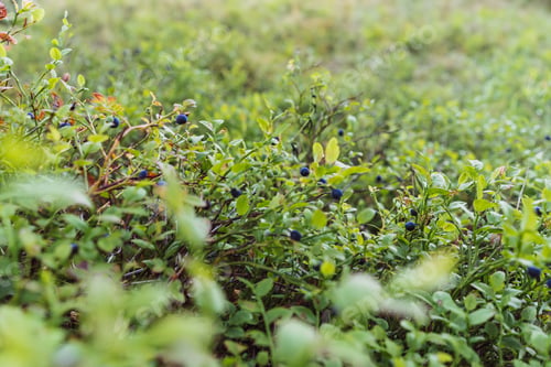 Preview: closeup of bilberry bush. ripe berries grow wild in forest