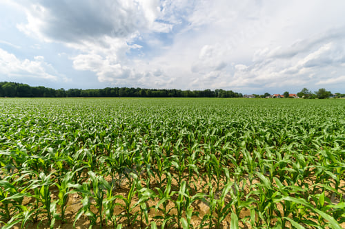 Preview: Corn field in a sun