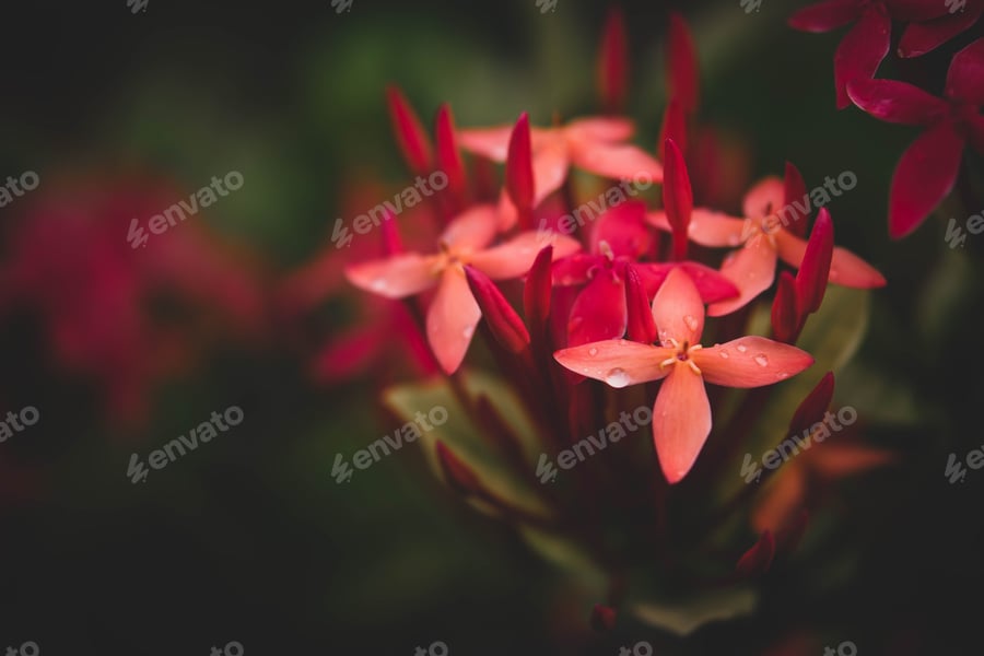 Cover for Close-up of vibrant red Ixora flowers with water droplets.