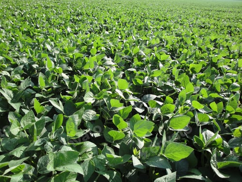Preview: A soybean field in Ontario, Canada