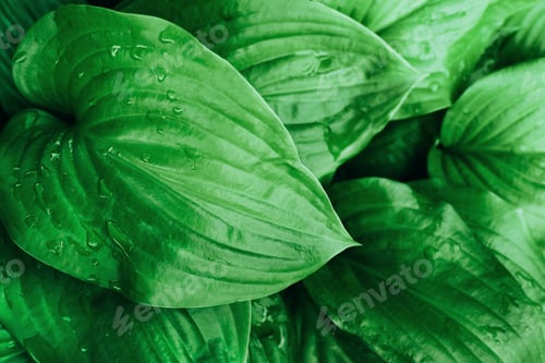 Preview: Fresh green hosta leaves foliage with dew or rain water drops.