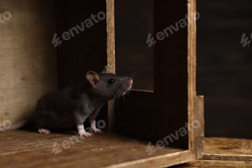 Preview: Rat Portrait Inside Wooden Box Looking Right