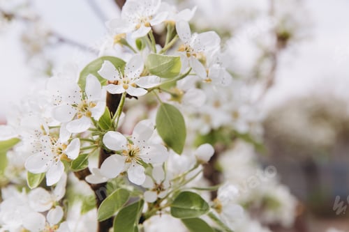 Preview: Beautiful white flowers blooming on a tree branch in spring