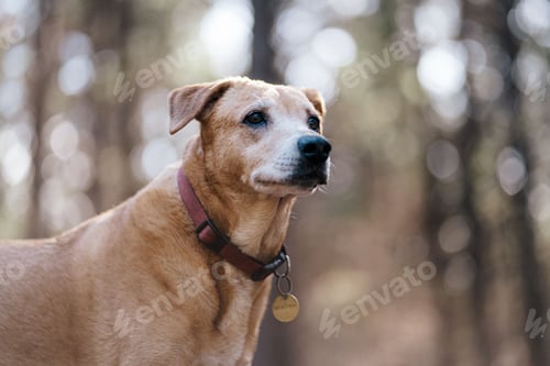 Preview: Close-up of a dog with a collar standing in a forest with a blurred background.