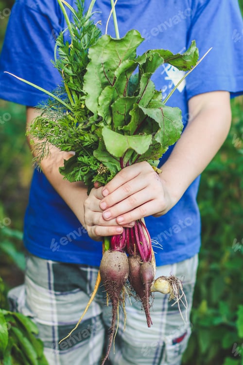 Preview: Harvest Vegetables (Beets, Carrots, Onions, Dill, Garlic And More). Top Food Background. Copy Space