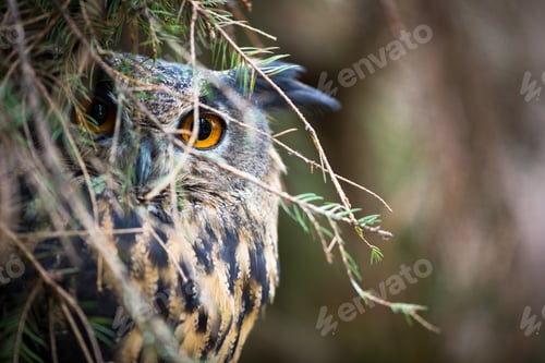Preview: Eagle Owl, Bubo bubo