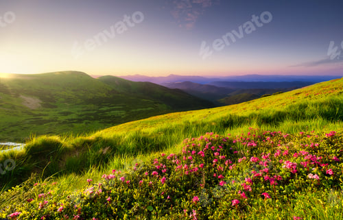 Preview: Mountain landscape in summertime during sunse. Blossoming alpine meadows. Field and mountains.