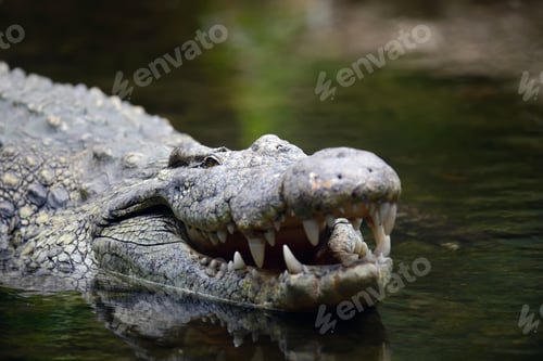 Preview: Crocodile in water. Kenya, Afrca